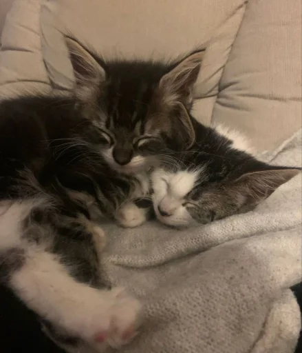 😽 Стикер «julik» для Telegram