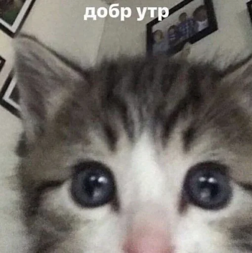 😇 Стикер «julik» для Telegram
