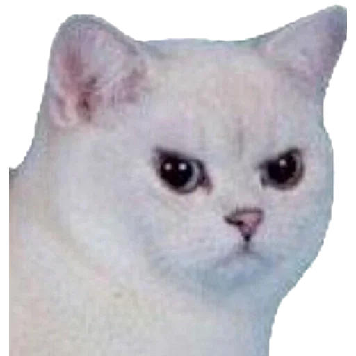 😙 Стикер «Just Cats» для Telegram