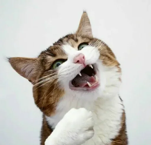 Стикерпак Just Cats для Telegram