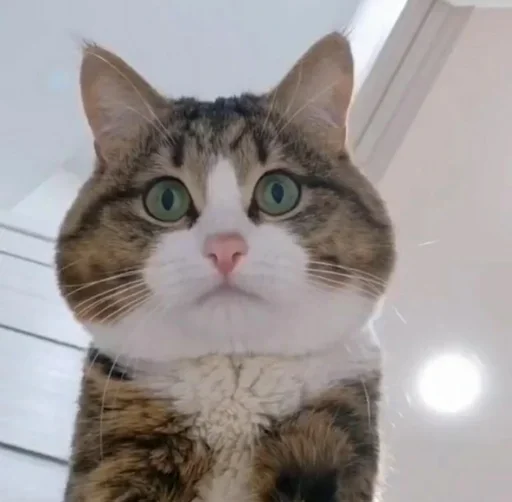 🤨 Стикер «Just Cats» для Telegram