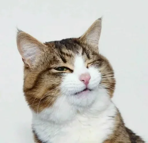 😚 Стикер «Just Cats» для Telegram