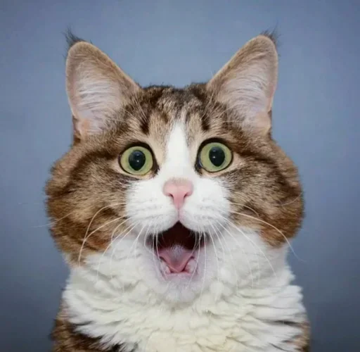 😚 Стикер «Just Cats» для Telegram