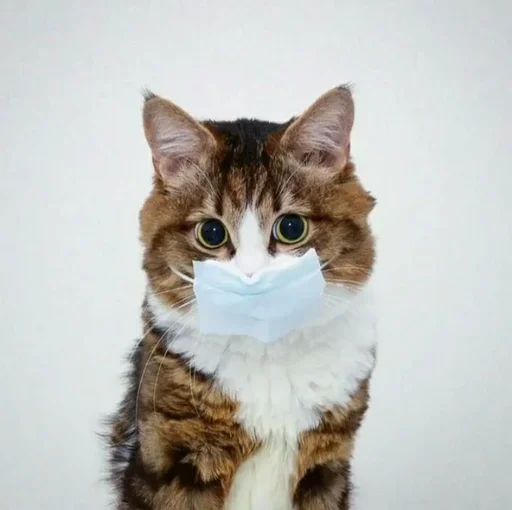 😙 Стикер «Just Cats» для Telegram