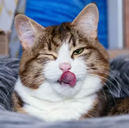 🤪 Стикер «Just Cats» для Telegram