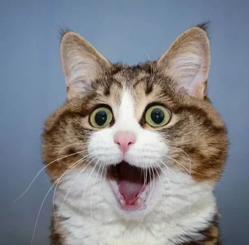 🤪 Стикер «Just Cats» для Telegram