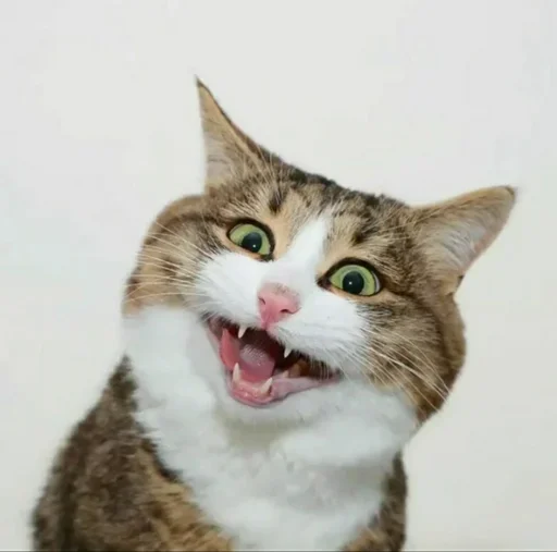 🥳 Стикер «Just Cats» для Telegram