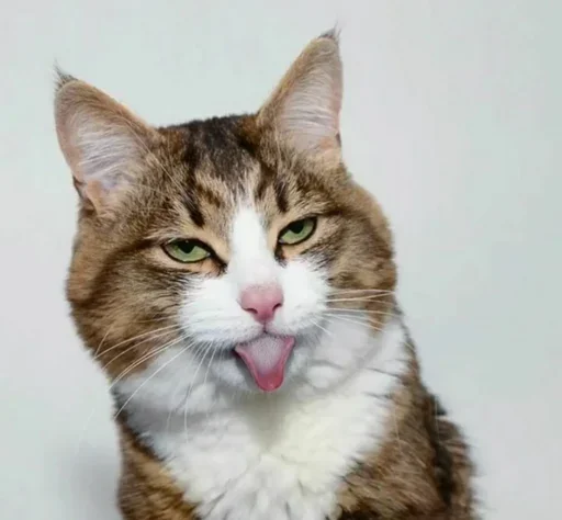 😙 Стикер «Just Cats» для Telegram