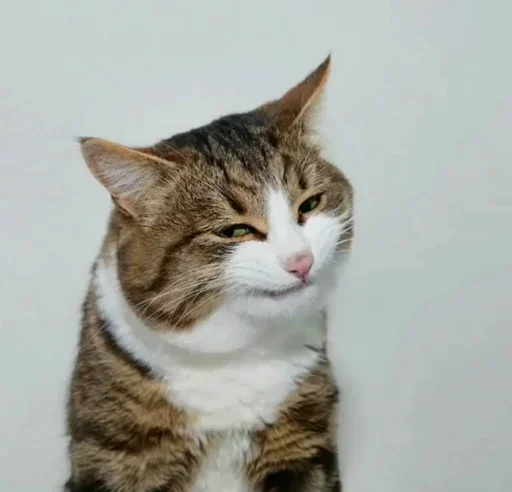 😙 Стикер «Just Cats» для Telegram
