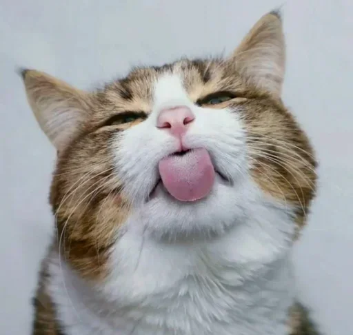 😙 Стикер «Just Cats» для Telegram