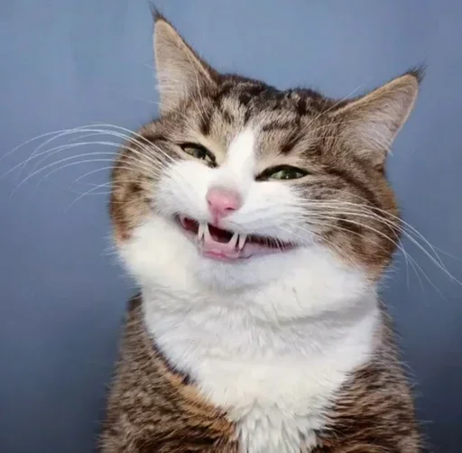 🧐 Стикер «Just Cats» для Telegram