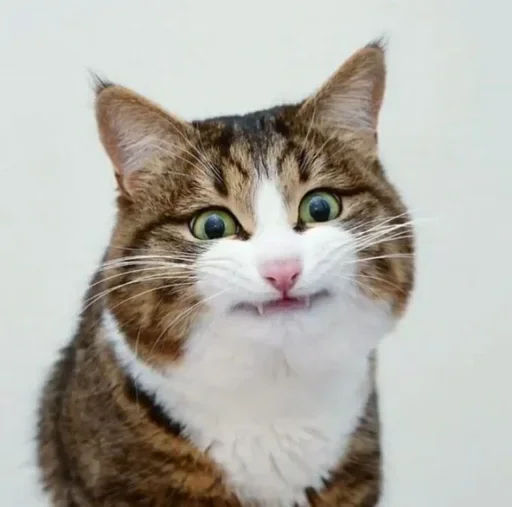 😌 Стикер «Just Cats» для Telegram