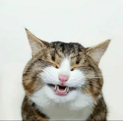 😌 Стикер «Just Cats» для Telegram