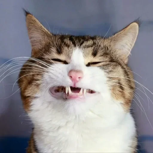 😚 Стикер «Just Cats» для Telegram