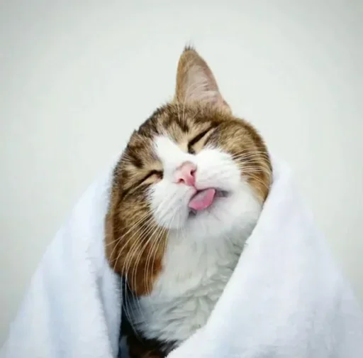 🤨 Стикер «Just Cats» для Telegram
