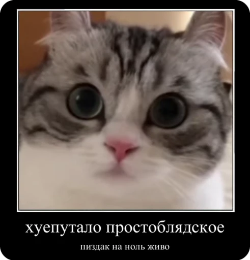 🌟 Стикер «TF» для Telegram