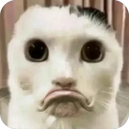 ☹️ Стикер «jvhjcm 5t 4iv 6 89f 678» для Telegram