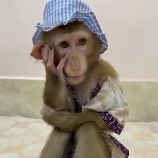 🐵 Стикер «W&;s» для Telegram