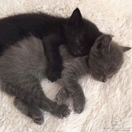 ❤️ Стикер «кошечки» для Telegram