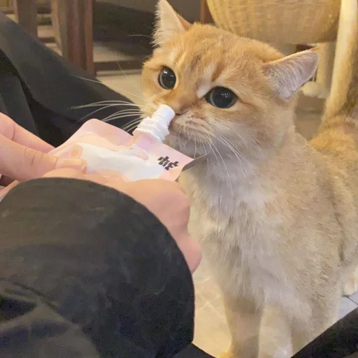 ❤️ Стикер «кошечки» для Telegram