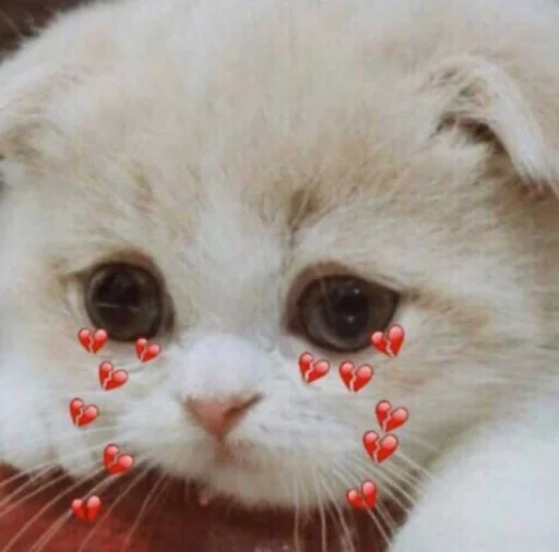 ❤️ Стикер «кошечки» для Telegram