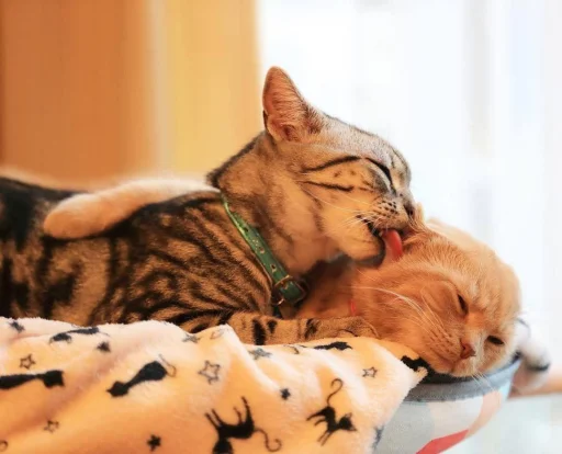 ❤️ Стикер «кошечки» для Telegram