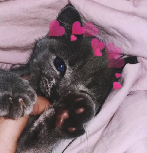 ❤️ Стикер «кошечки» для Telegram