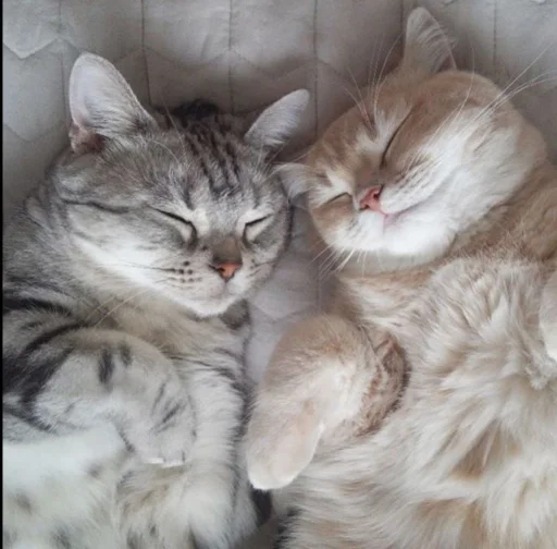❤️ Стикер «кошечки» для Telegram