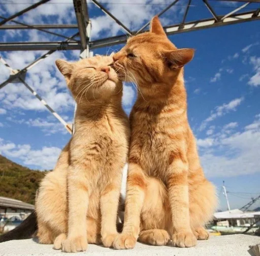❤️ Стикер «кошечки» для Telegram