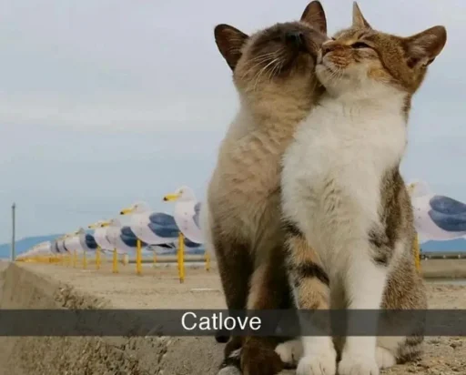 ❤️ Стикер «кошечки» для Telegram