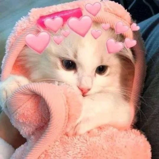 ❤️ Стикер «кошечки» для Telegram