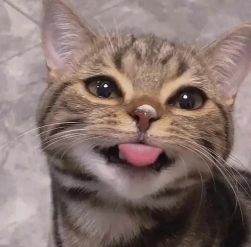 ❤️ Стикер «кошечки» для Telegram