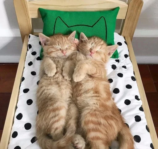 ❤️ Стикер «кошечки» для Telegram