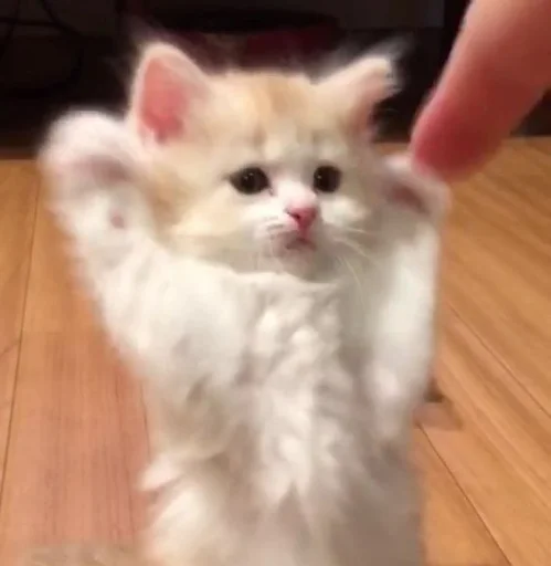 ❤️ Стикер «кошечки» для Telegram