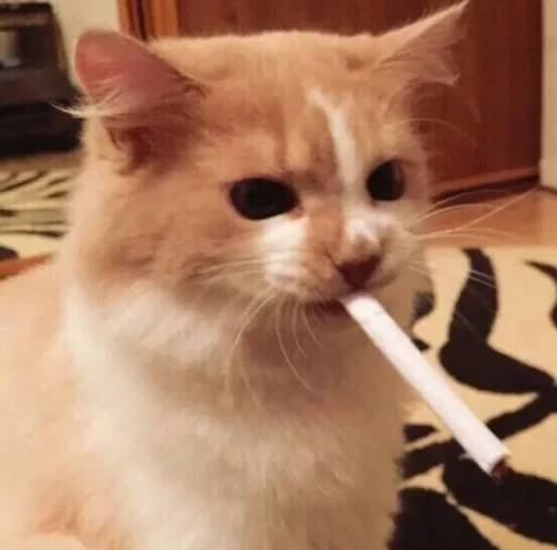 ❤️ Стикер «кошечки» для Telegram