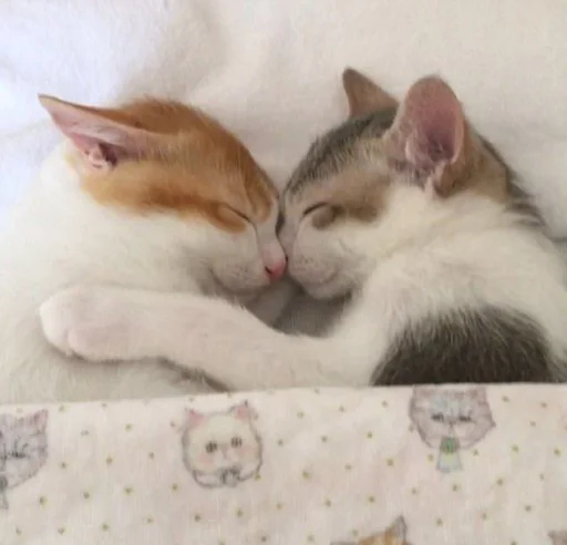 ❤️ Стикер «кошечки» для Telegram