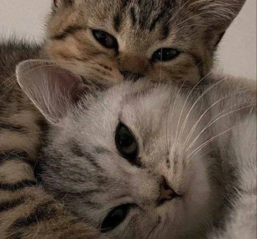 ❤️ Стикер «кошечки» для Telegram