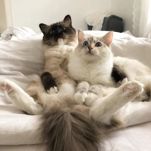 ❤️ Стикер «кошечки» для Telegram