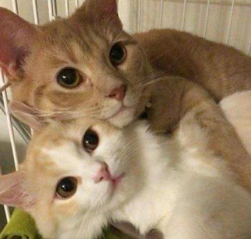 ❤️ Стикер «кошечки» для Telegram