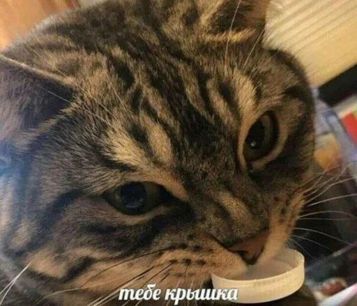 ❤️ Стикер «кошечки» для Telegram