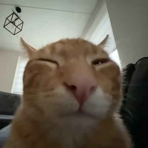 🐈 Стикер «котятки» для Telegram