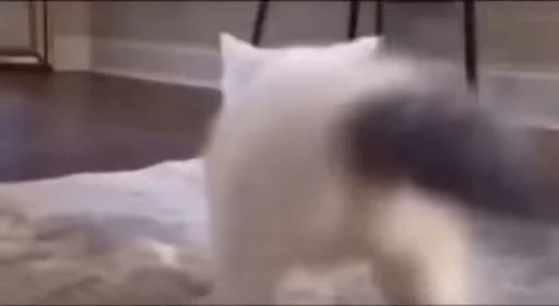 🐈 Стикер «котятки» для Telegram