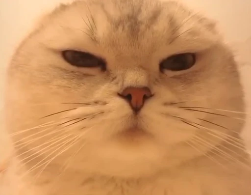 🐈 Стикер «котятки» для Telegram