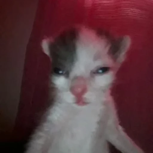 🐈 Стикер «котятки» для Telegram