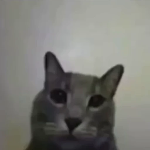🐈 Стикер «котятки» для Telegram