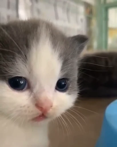 🐈 Стикер «котятки» для Telegram
