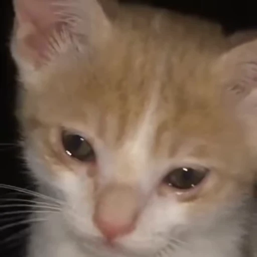 🐈 Стикер «котятки» для Telegram