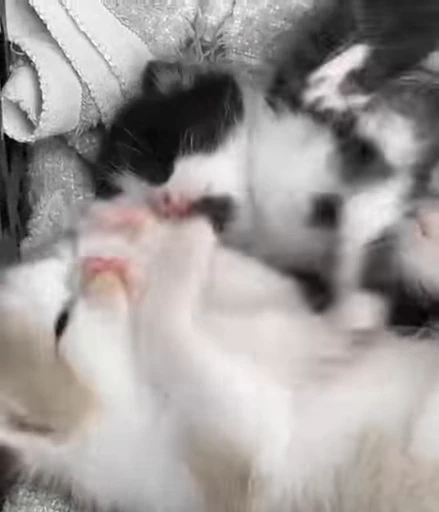 🐈 Стикер «котятки» для Telegram