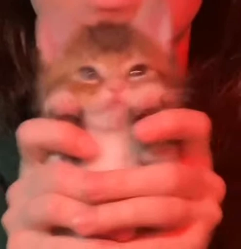 🐈 Стикер «котятки» для Telegram