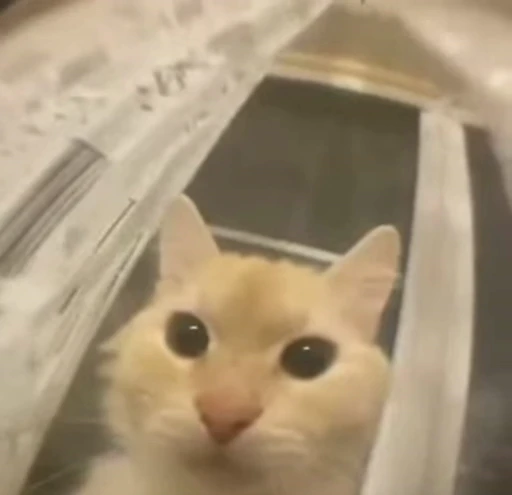 🐈 Стикер «котятки» для Telegram